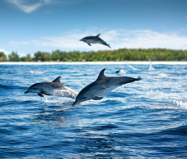 Dolphin Encounter
