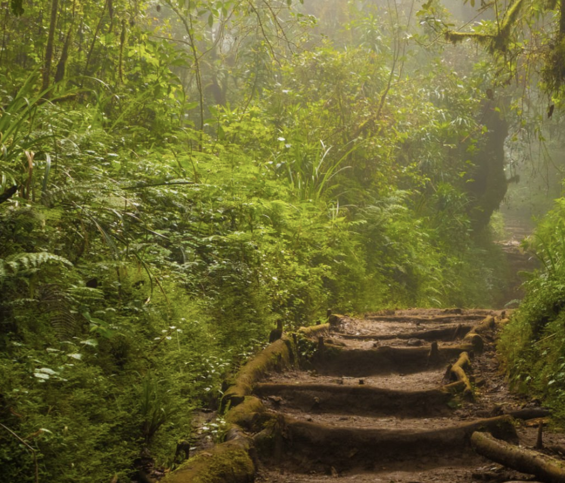 Lush forest trail with wooden steps on Kilimanjaro Machame route