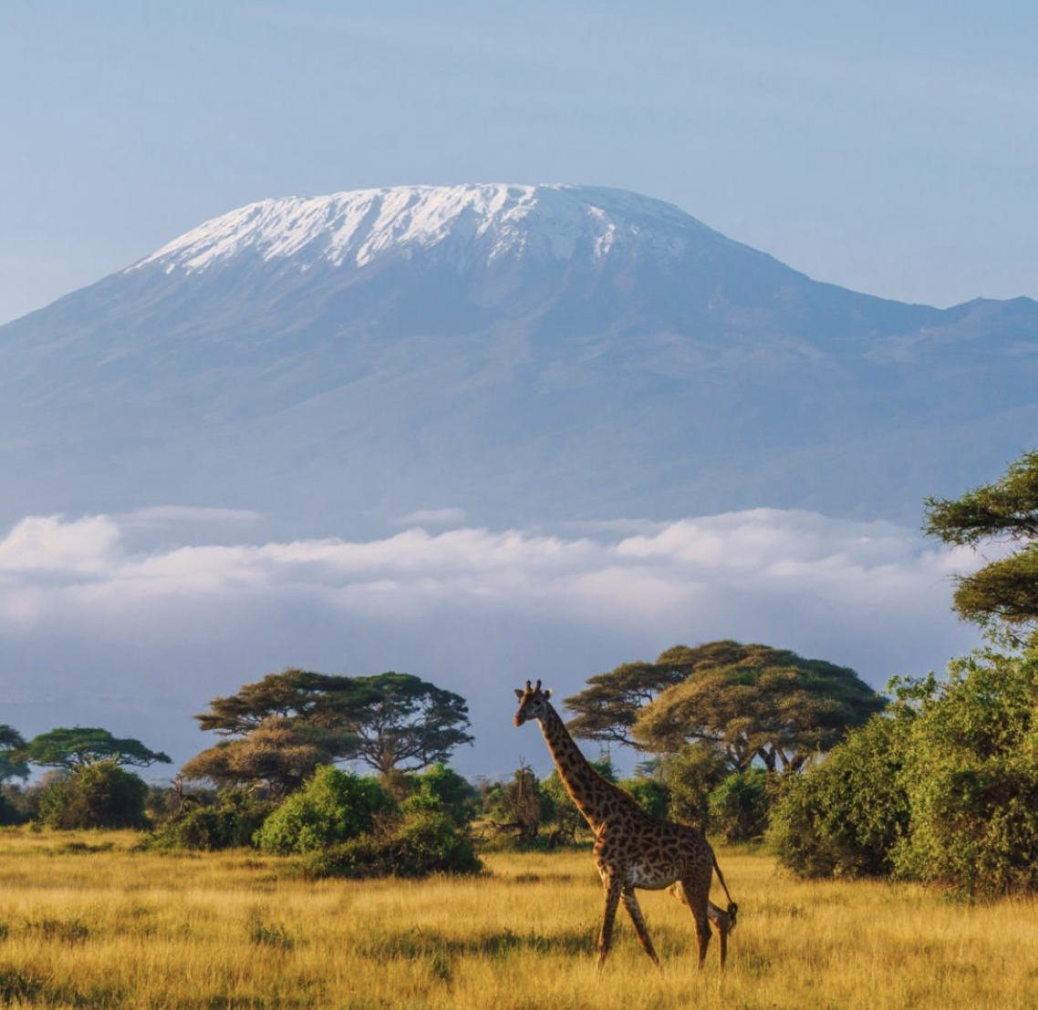 Mount Kilimanjaro with giraffe on Rongai route approach