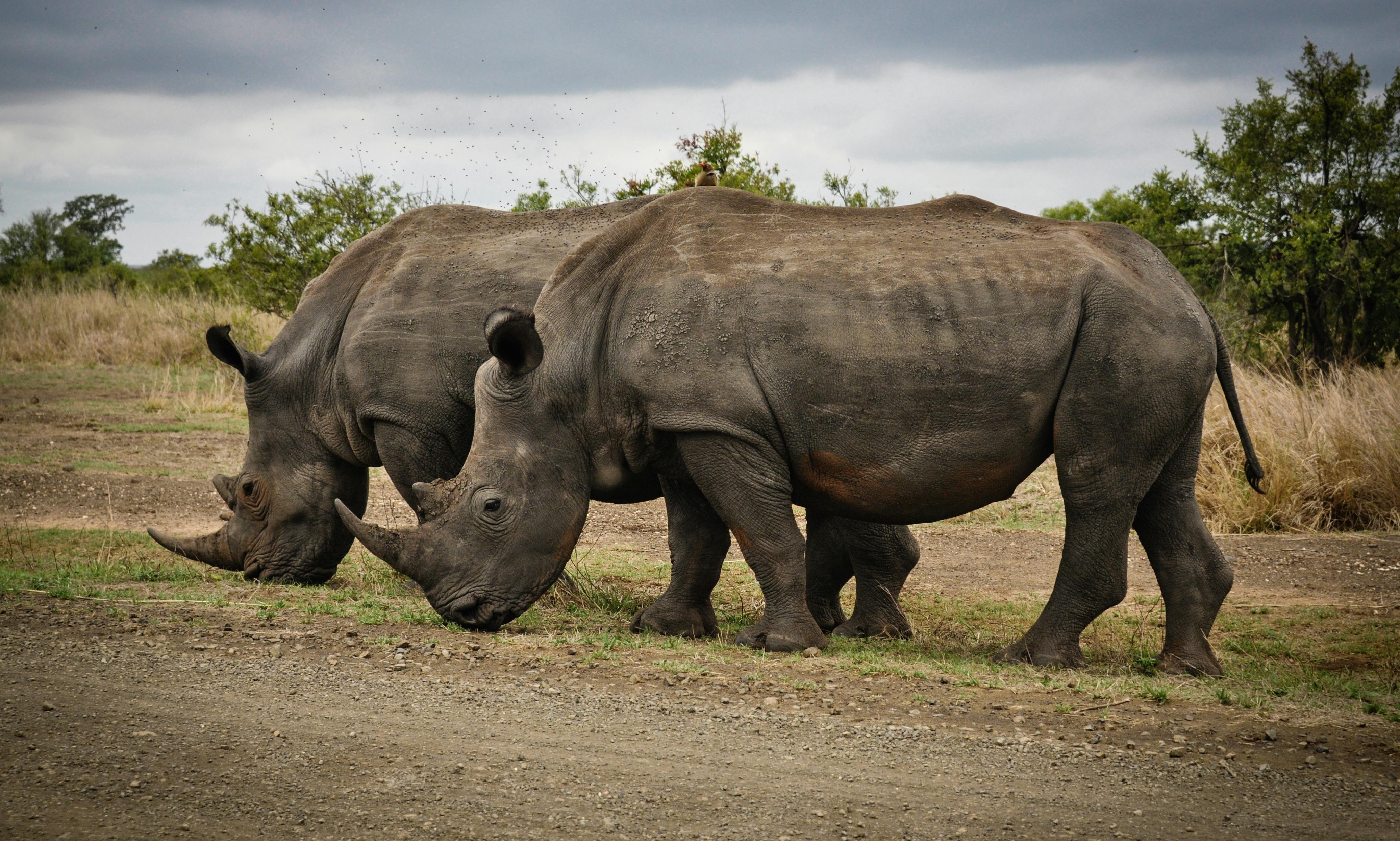 Two rhinos in their natural habitat during safari