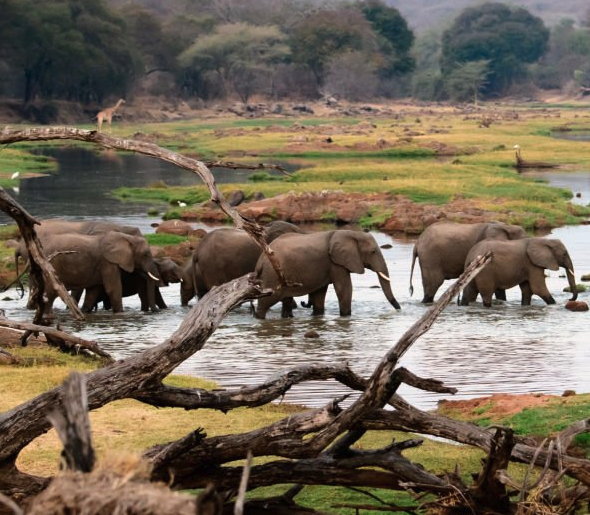 Elephants crossing river