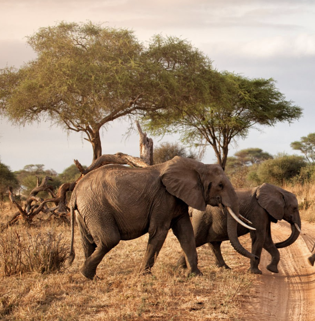 Tarangire National Park wildlife