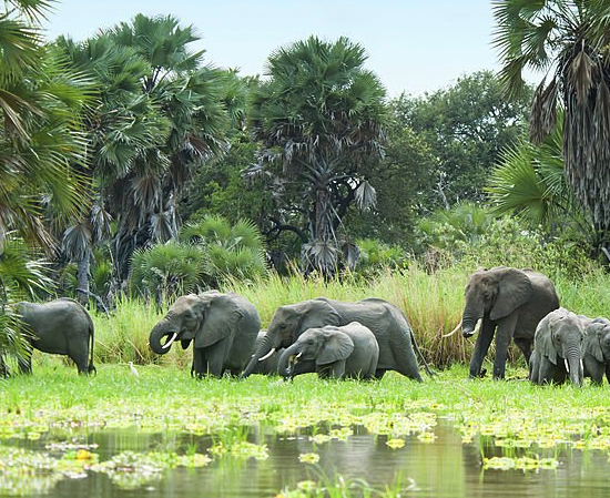 Ruaha National Park wildlife