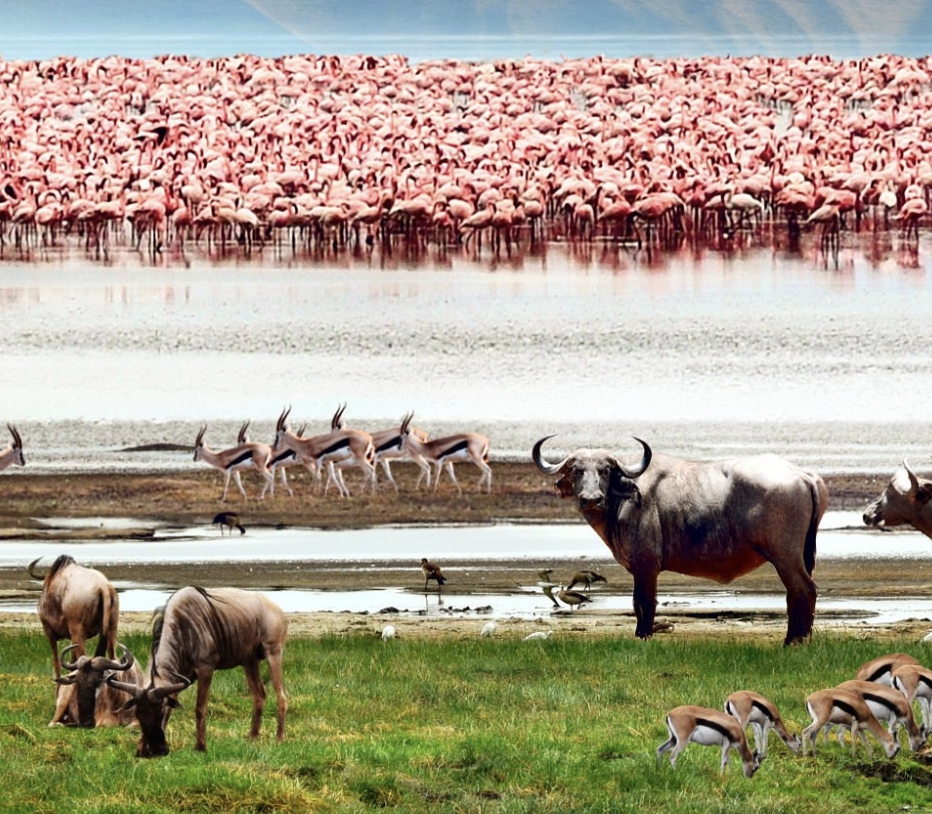 Lake Manyara wildlife