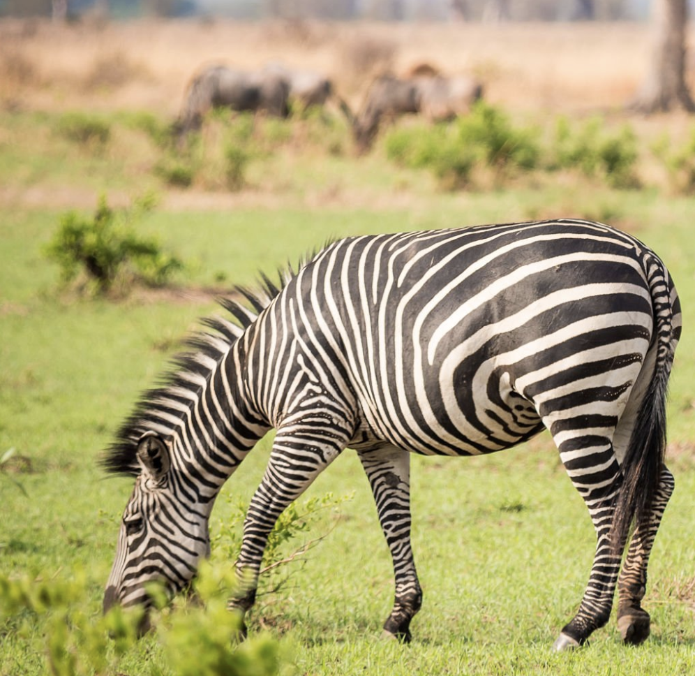 Selous Game Reserve wildlife