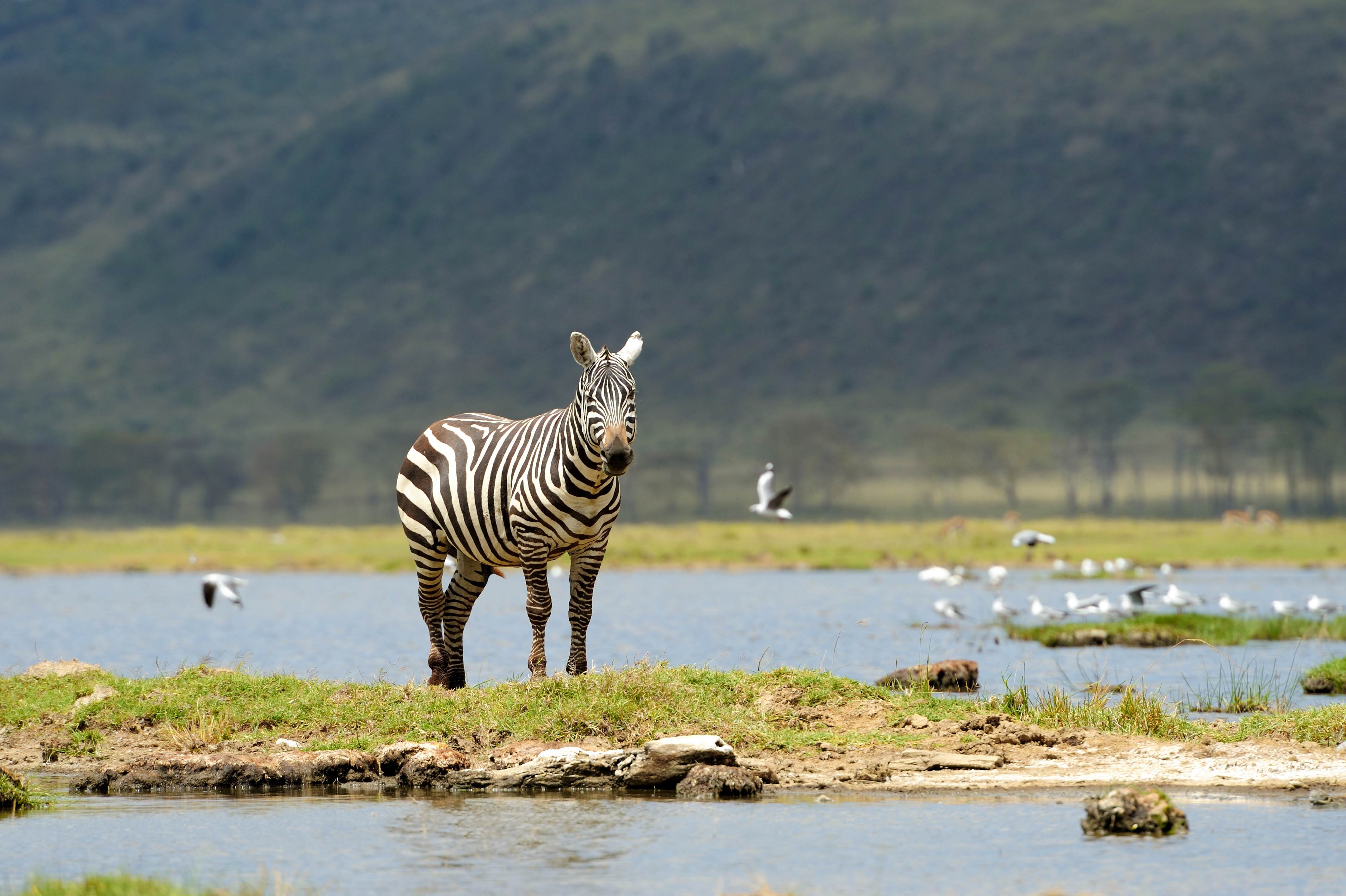 Ngorongoro Crater wildlife