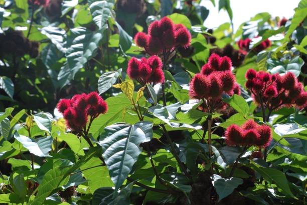Spice Farm Tour